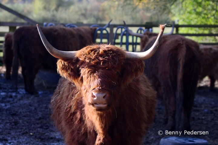 Skotsk Hojlandskvag .jpg - Skotsk Højlandskvæg (Highland Cattle)